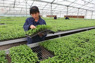 壩上蔬菜產(chǎn)業(yè)集團蓬勃發(fā)展