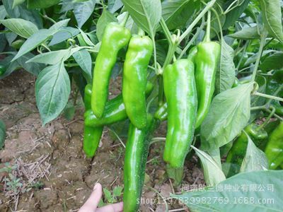 國農(nóng)601超大泡椒種子 高產(chǎn)優(yōu)質(zhì)辣椒種植新選擇